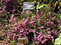 Bruyere - Erica Carnea (fam. Ericacees) (Alpes, Europe Centrale & Meridionale) (01) (Photo F. Mrugala)